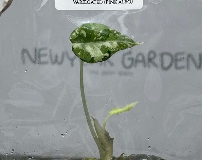 Alocasia Black Velvet Var. (Pink Albo) (1 plantlet/bag) Tissue culture