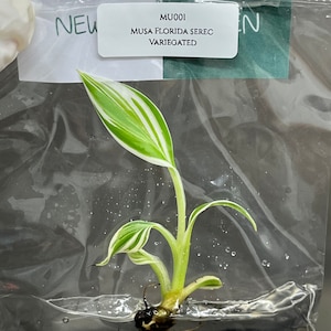 Musa Florida Serec Variegated (1 Pflanze/Beutel) Gewebekultur