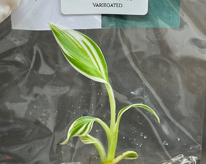 Musa Florida Serec Variegated (1 plantlet/bag) Tissue culture