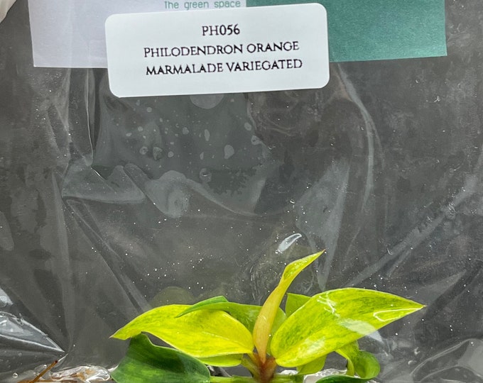Philodendron orange marmalade (1 plantlet/bag) Tissue culture