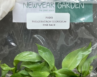 Philodendron gloriosum pink back (5 plantlets/bag) Tissue culture