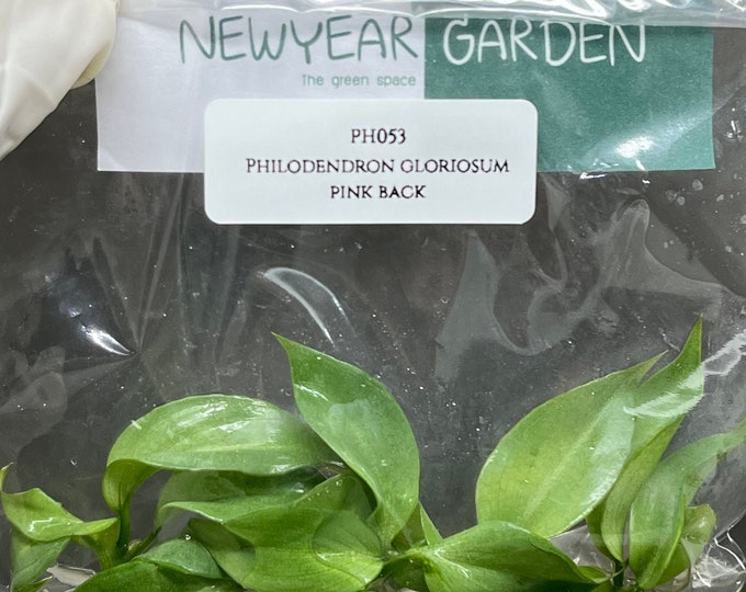 Philodendron gloriosum pink back (5 plantlets/bag) Tissue culture