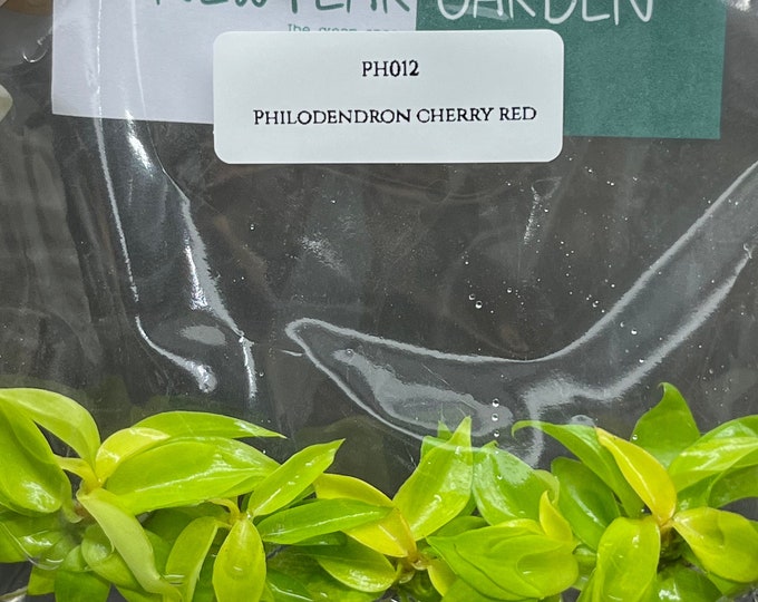 Philodendron cherry red (5 plantlets/bag) Tissue culture