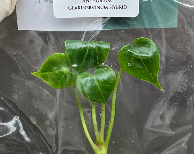 Anthurium Clarinervinum hybrid (1 plantlet/bag) Tissue culture