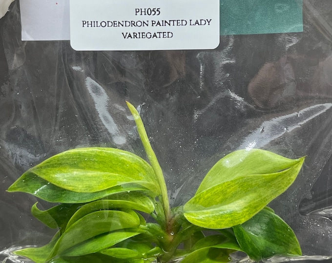 Philodendron painted lady (1 plantlet/bag) Tissue culture