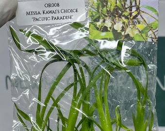 Miltassia Kawai's Choice 'Pacific Paradise' Tissue Culture (5 items/bag)