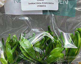Sarracenia Purpurrea Hybrids (1 plant/bag) Tissue Culture
