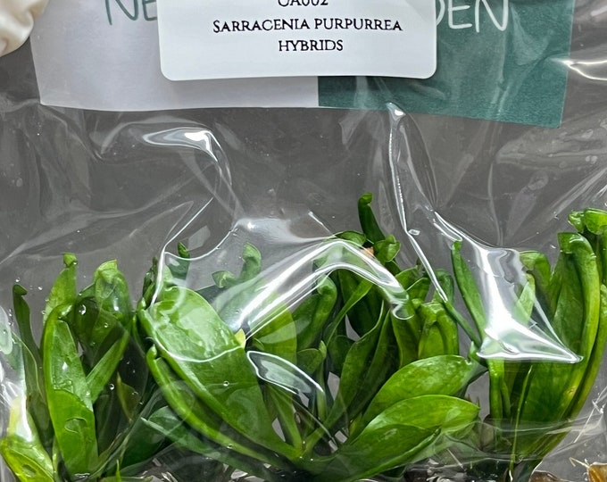 Sarracenia Purpurrea Hybrids (1 plant/bag) Tissue Culture