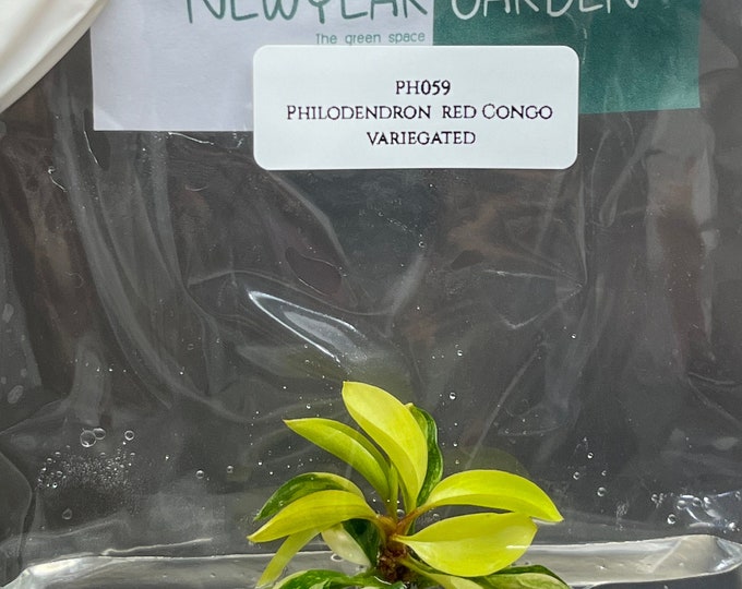 Philodendron red Congo variegated (1 plantlet/bag) Tissue culture