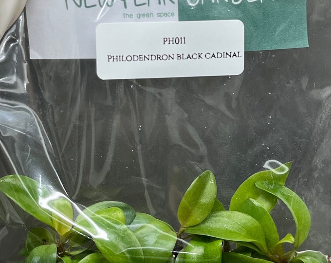 Philodendron black cadinal (5 plantlets/bag) Tissue culture