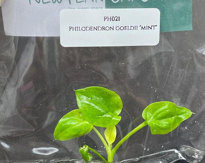 Philodendron goeldii "mint" (1 plantlet/bag) Tissue culture