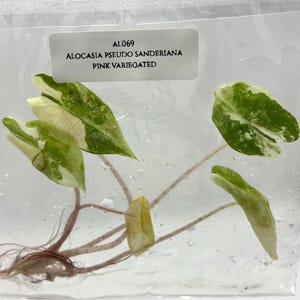 Alocasia Pseudo Sanderiana rozebont (1 plantje/zakje) weefselkweek