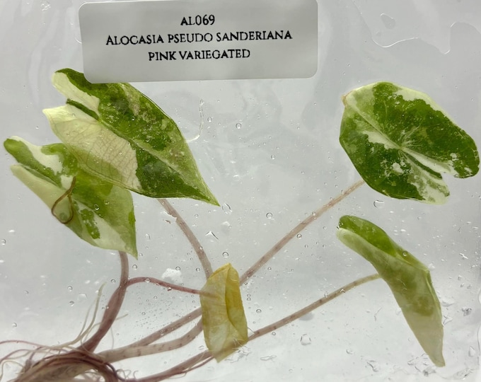 Alocasia Pseudo Sanderiana Pink Variegated (1 plantlet/bag) Tissue culture