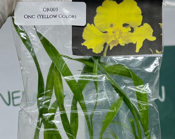 Oncidium (Yellow Color) Tissue Culture (5 items/bag)