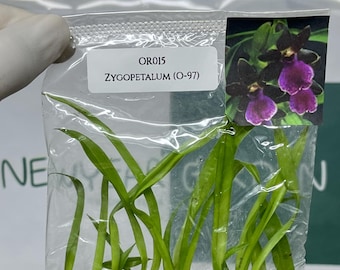 Zygopetalum (O-97) Tissue Culture (5 items/bag)