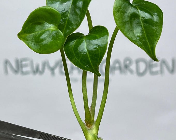 Anthurium Clarinervinum Hybrid Tissue Culture (1 item/bag)