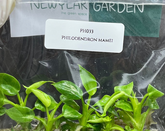 Philodendron mamei (5 plantlets/bag) Tissue culture