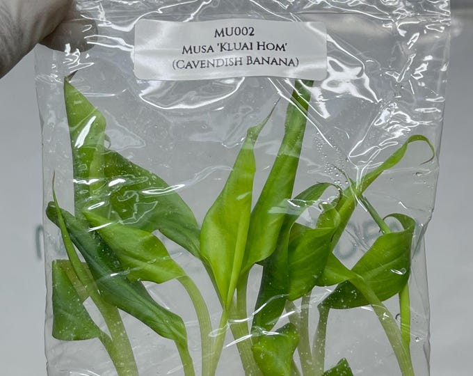 Musa Kluai Hom (Cavendish Banana) Tissue Culture (5 items/bag)