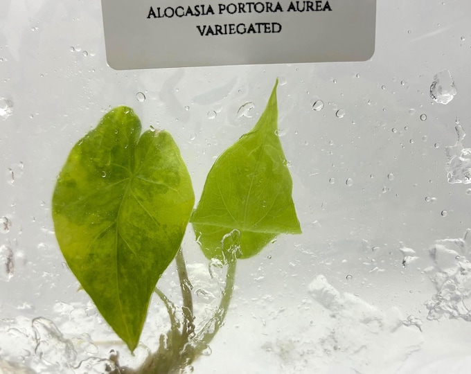 Alocasia Portora Aurea Variegated (1 plantlet/bag) Tissue culture