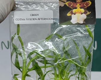 Odontonia Golden Afternoon Tissue Culture (5 items/bag)