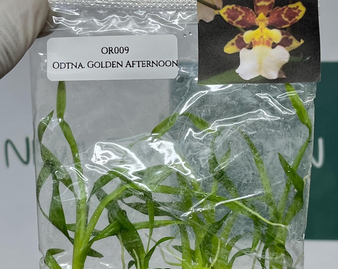 Odontonia Golden Afternoon Tissue Culture (5 items/bag)