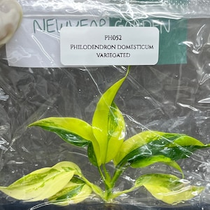 Philodendron domesticum variegated (1 plantlet/bag) Tissue culture