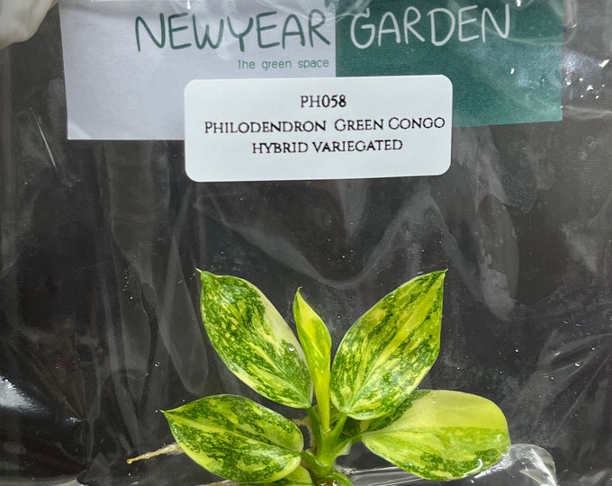 Philodendron Green Congo hybrid Var. (1 plantlet/bag) Tissue culture