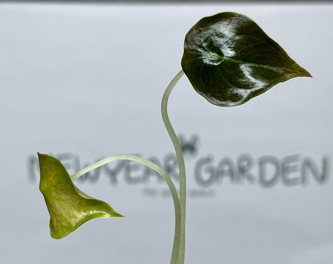 Alocasia Cuprea Red Secret Tissue Culture (5 items/bag)