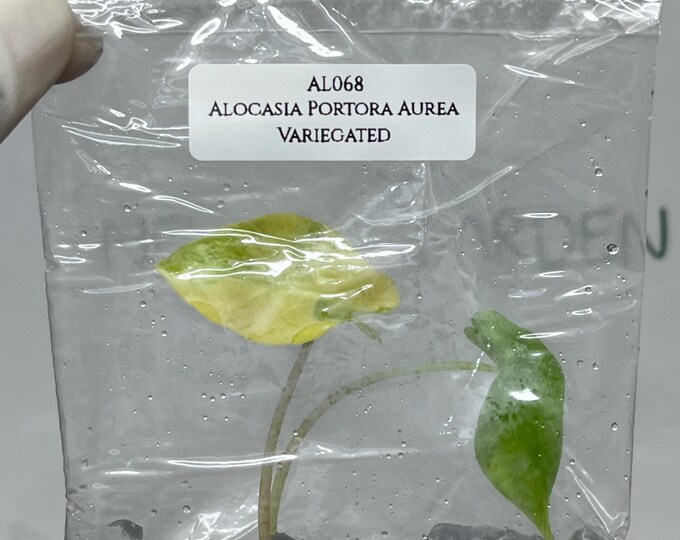 Alocasia Portora Aurea Variegated (1 item/bag) Tissue Culture