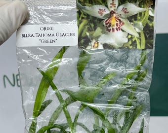 Beallara Tahoma Glacier "Green" Tissue Culture (5 items/bag)