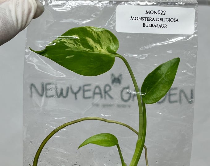 Monstera Deliciosa Bulbasaur Tissue Culture (1 item/bag)
