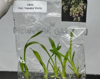 Oncidium Twinkle White Tissue Culture (5 items/bag)