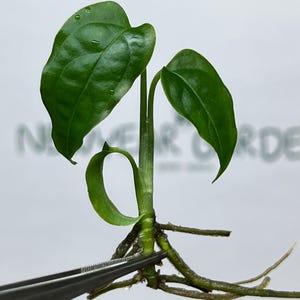 Cultivo de tejidos Monstera Obliqua Perú (1 artículo/bolsa)