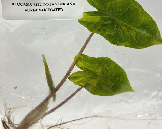 Alocasia Pseudo Sanderiana Aurea Variegated (1 plantlet/bag) Tissue culture