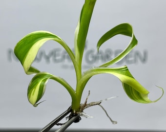 Musa Pink Variegated (NoNo) Tissue Culture (1 item/bag)