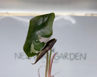 Cultivo de tejidos de Alocasia Chantrieri de color rosa abigarrado (1 unidad/bolsa)