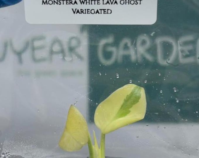 Monstera White Lava Ghost Variegated (1 plant/bag) Tissue Culture