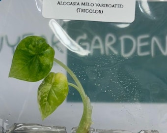 Alocasia Melo Aurea Variegated (tricolor) (1 plantlet/bag) Tissue culture
