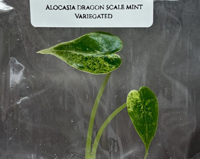 Alocasia dragon scale mint Variegated (1 plantlet/bag) Tissue culture