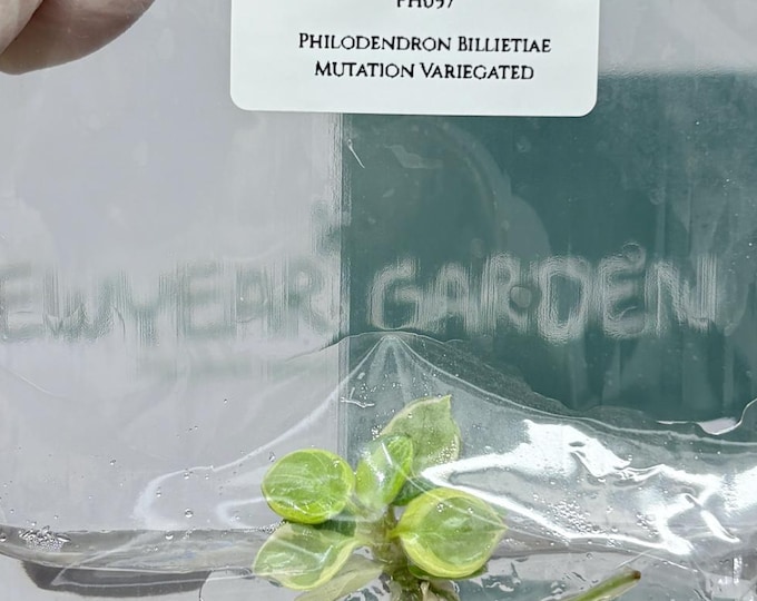 Mutation RARE Philodendron Billietiae Variegated  (1 plant/bag) Tissue Culture
