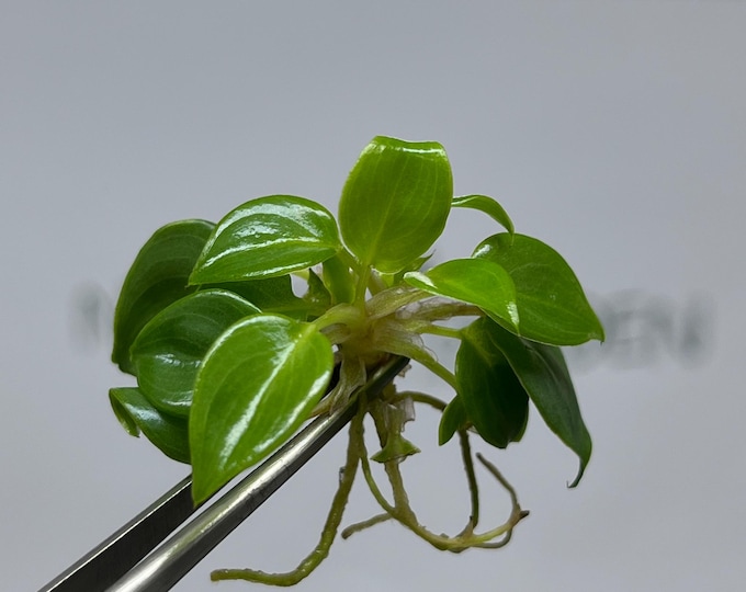 Philodendron Billietiae Tissue Culture (5 items/bag)