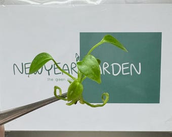 Anthurium Veitchii Tissue Culture (5 items/bag)