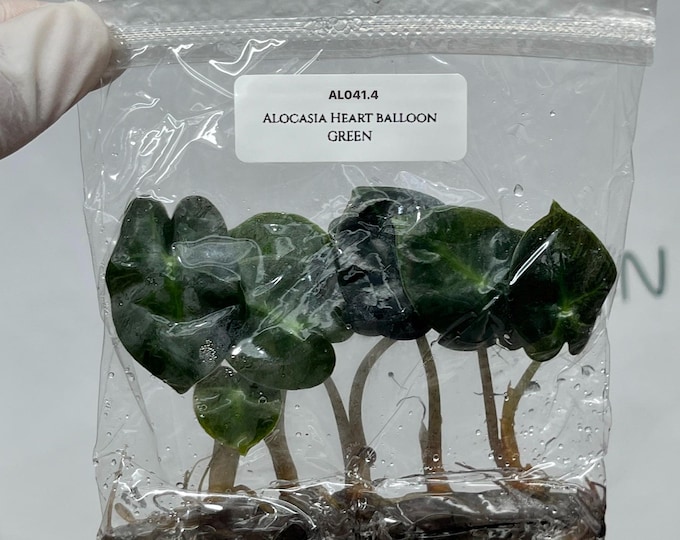 Alocasia Heart Balloon GREEN (5 plants/bag) Tissue Culture