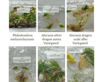 Special Price 60% OFF for 6 plants