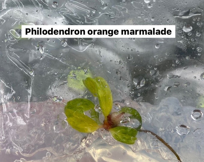 Philodendron orange marmalade variegated | 1 bag (1 plant per bag) Tissue Culture