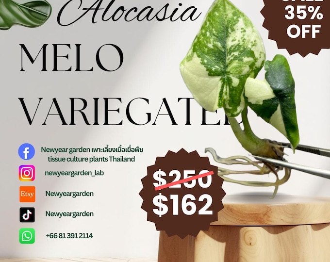 Alocasia Melo Variegated (1 plantlet/bag) Tissue culture