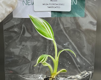 Musa Florida Serec Albo Variegated Tissue Culture (1 item/bag)