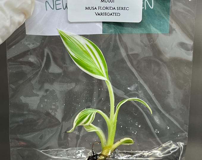 Musa Florida Serec Albo Variegated Tissue Culture (1 item/bag)