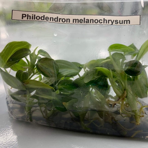 Philodendron melanochrysum (5 plants per bag) Tissue Culture