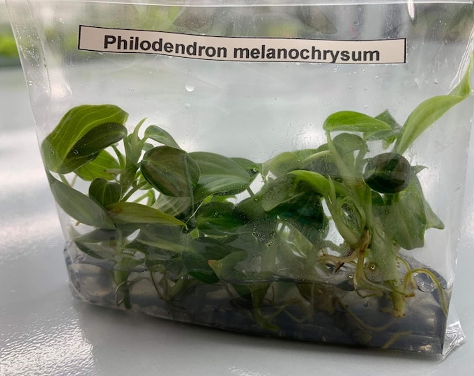 Philodendron melanochrysum (5 plants per bag) Tissue Culture